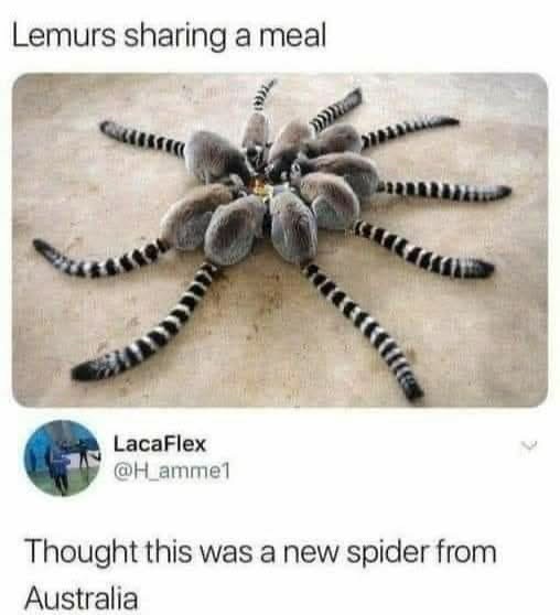 Thought they were a new Australia spider but it's just lemurs sharing food lol