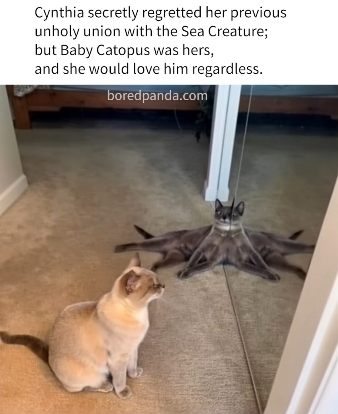 When your cat thinks it's an octopus and you have to love it anyway