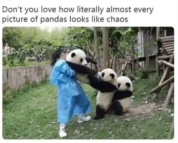 This is what happens when you try to herd cats... but they're pandas.