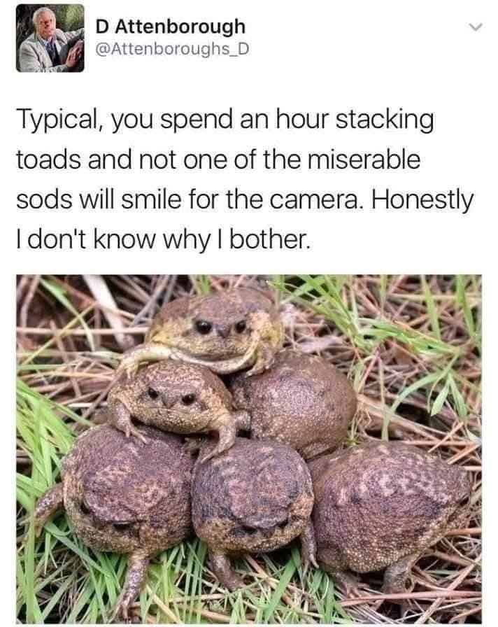 David Attenborough struggling to get a good photo of some toads, because they're all grumpy.