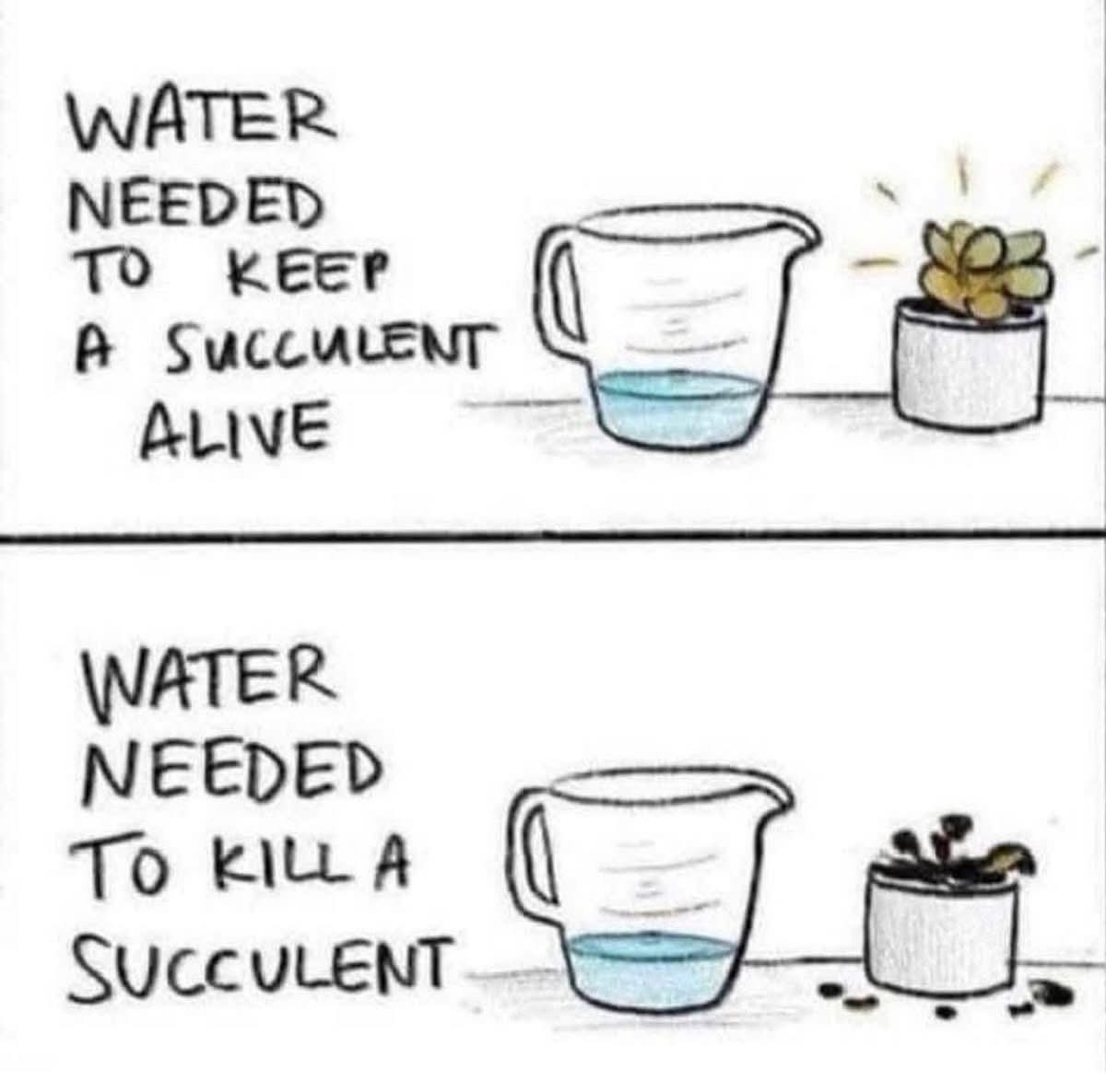 This is how I kill all my plants, I swear I only water them a little bit.