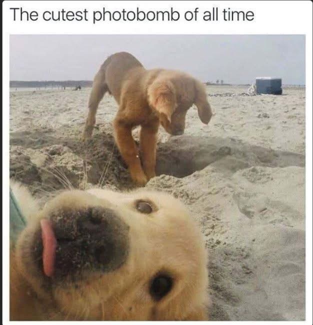 POV: Your dog decides to be the main character in your selfie