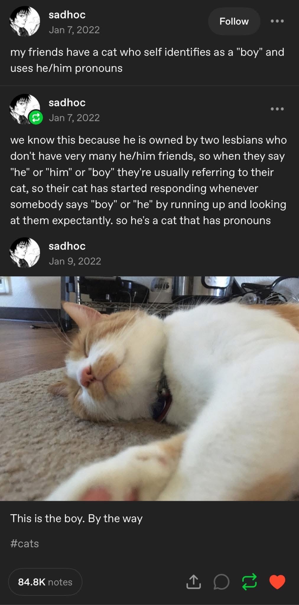 This cat is so well-trained it literally responds to he/him pronouns because its owners dont have many friends who use them