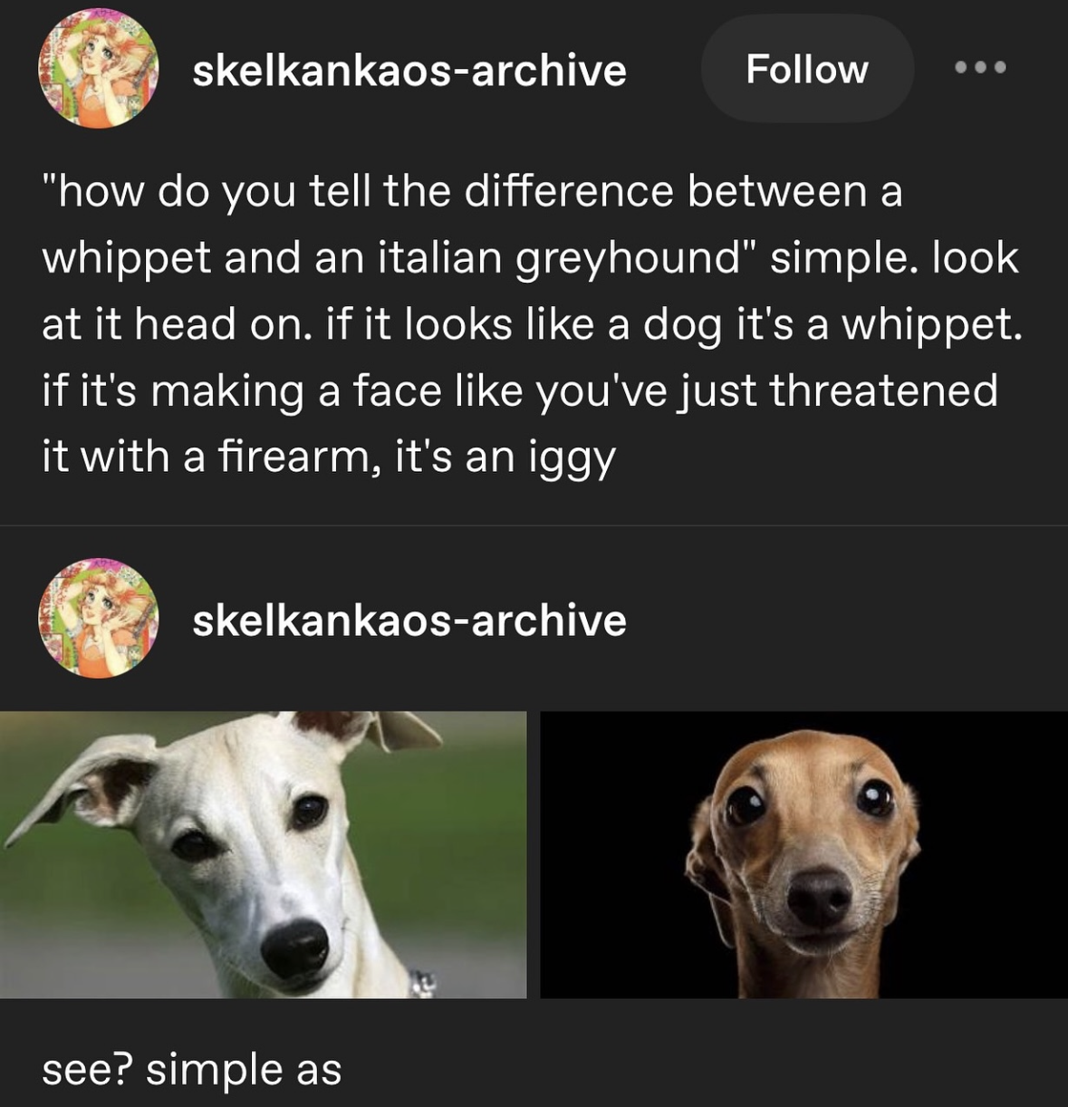 When you see an Italian Greyhound and it looks like it's judging your entire existence