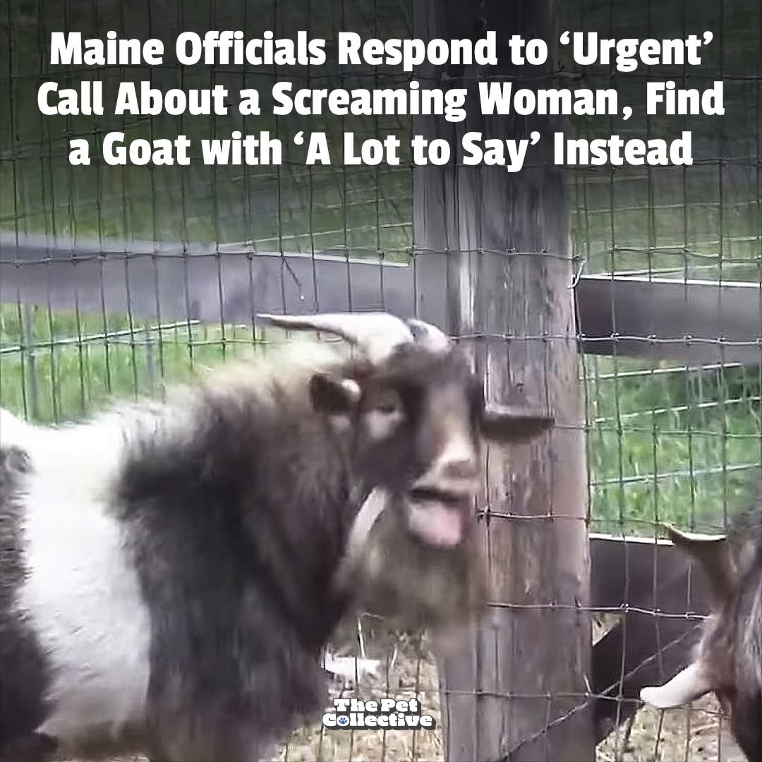 When the cops show up because they thought you were screaming but it was just the goat