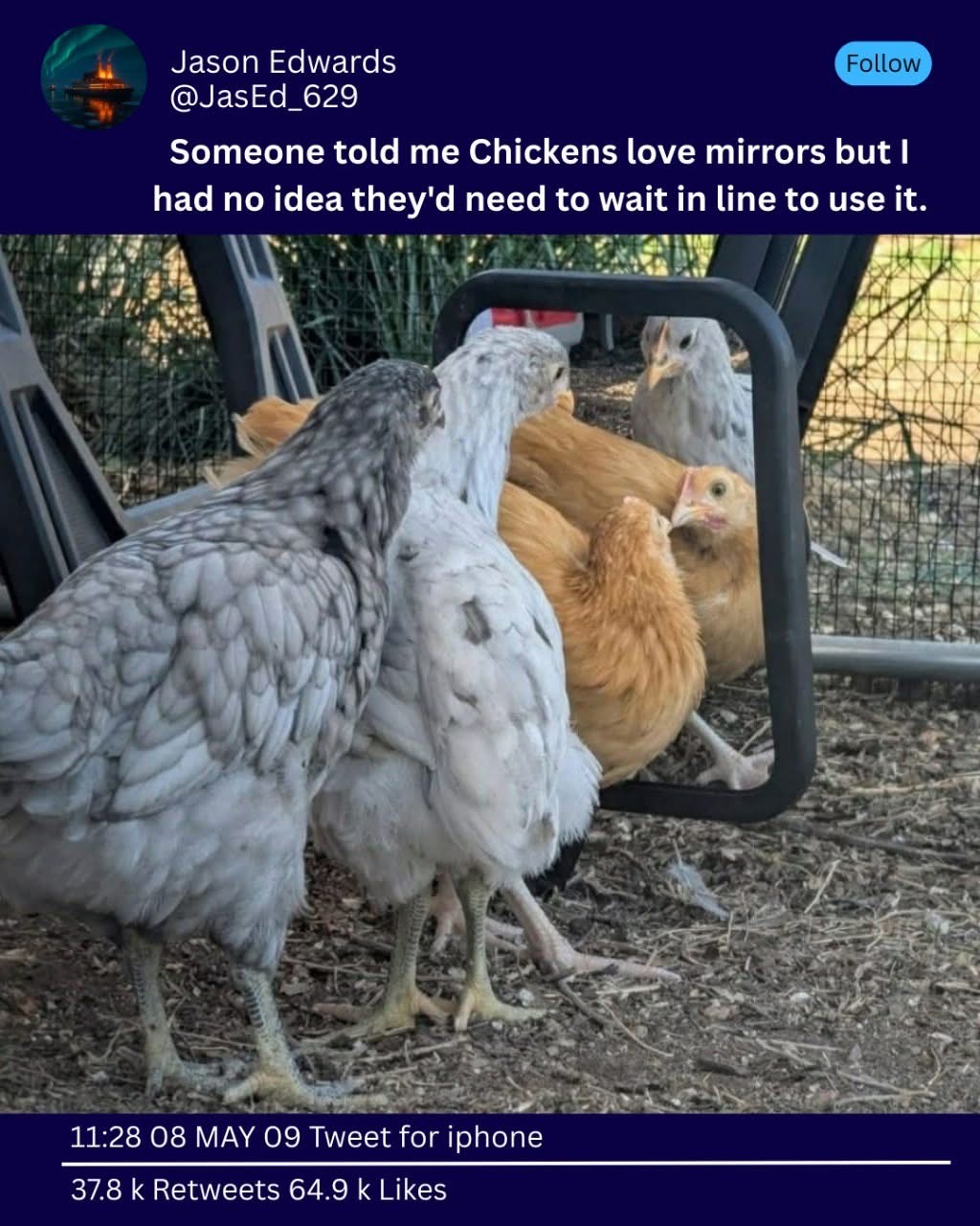 Chickens waiting patiently in line to use a mirror, as if it's a limited resource.