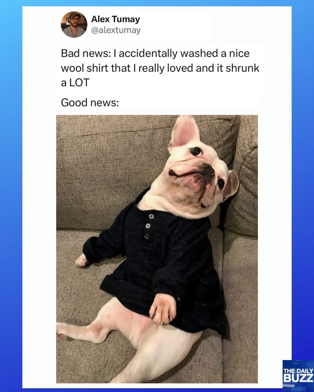 When you shrink your favorite shirt but your dog models it perfectly as a new outfit