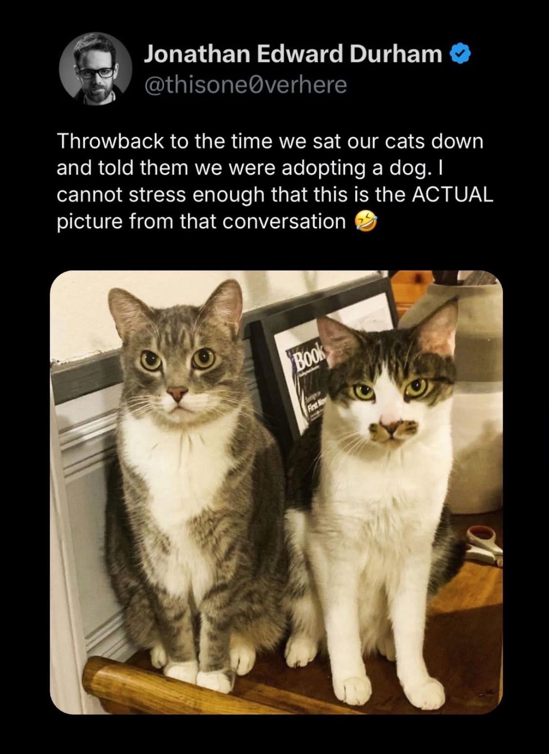 The exact facial expression my cats made when I told them we're getting a dog.