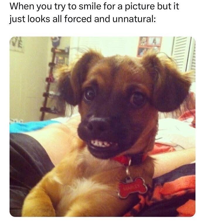 This dog's smile trying to look natural is exactly how I feel about picture day