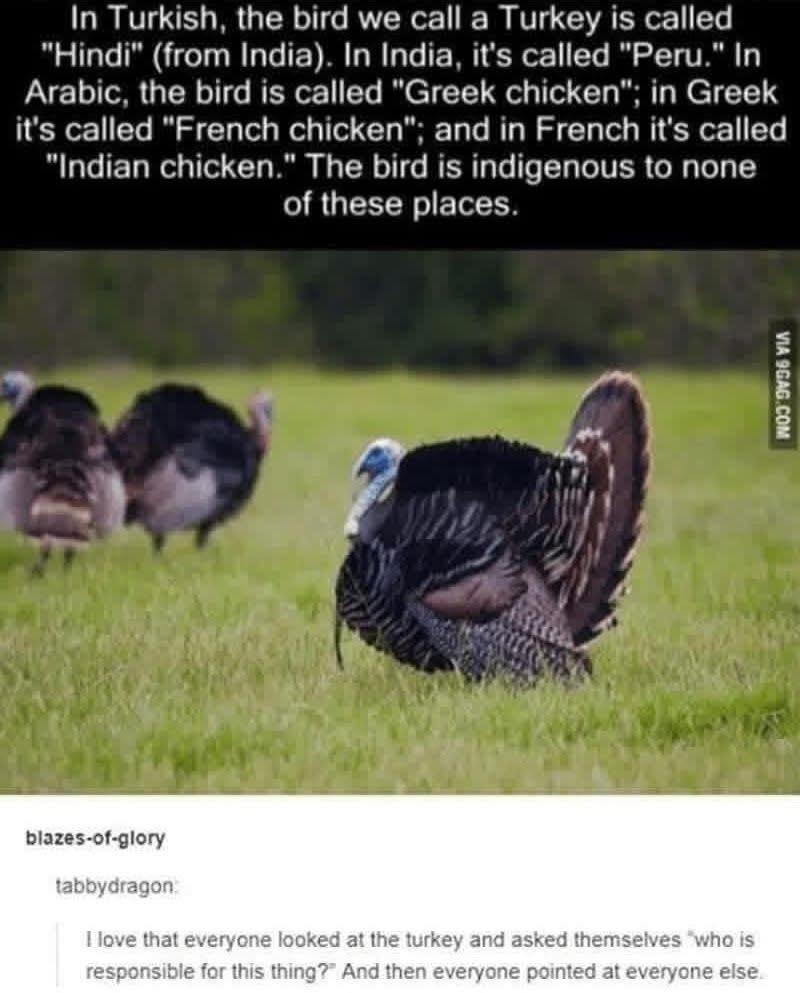 How did the turkey get so many names and not even be from any of those places lol