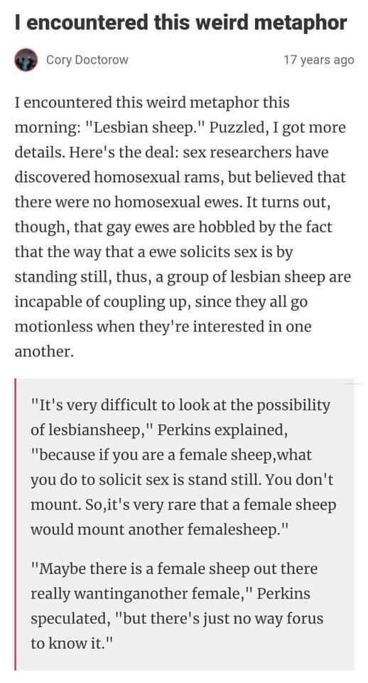 So basically lesbian sheep can't get it on 'cause they both just stand there waiting for the other to initiate. "It's very difficult to look at the possibility of lesbian sheep."