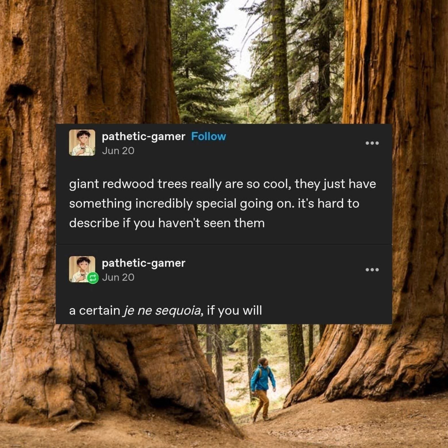 When you can't quite put your finger on why something is so impressive, but you know it's 'a certain je ne sequoia'