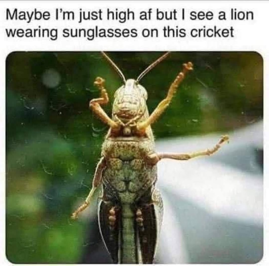 This cricket looks EXACTLY like a lion wearing sunglasses, or maybe I'm just too high lol