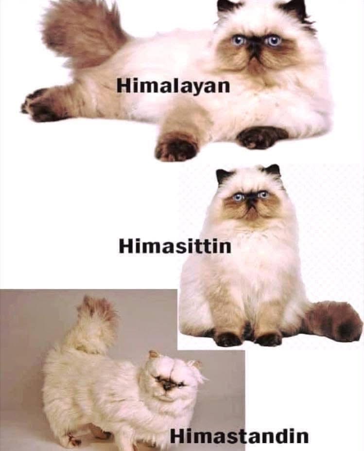 This is a dad joke about cats that I can't stop laughing at
