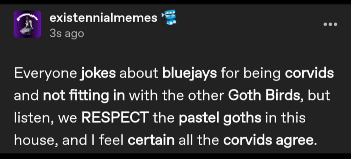 So basically bluejays are the pastel goths of the bird world and that's okay