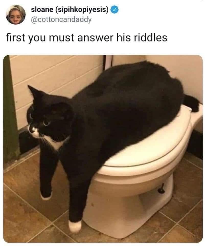 this cat is about to ask me to fetch the holy grail from the bathroom