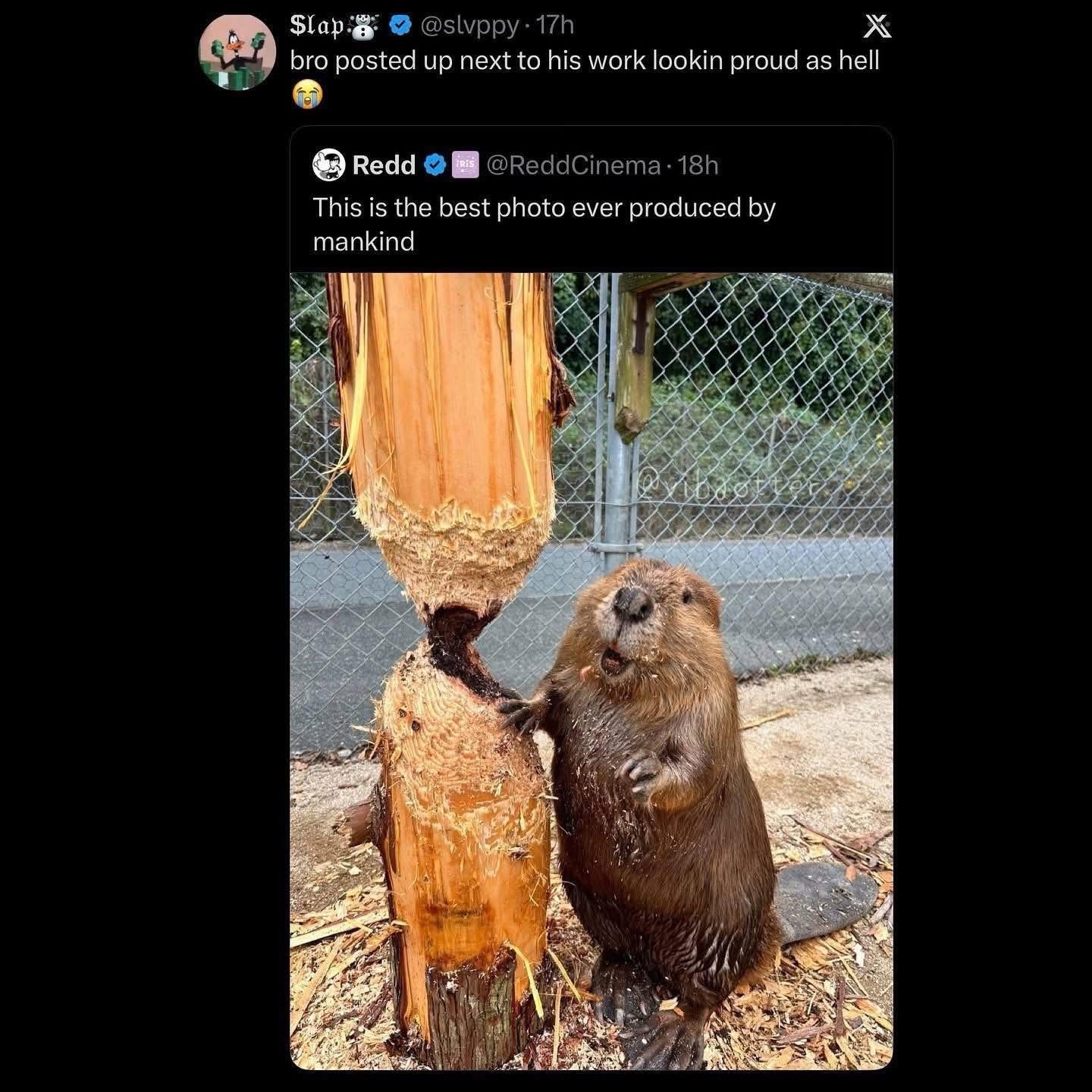 This beaver is so proud of his work, and honestly, same.