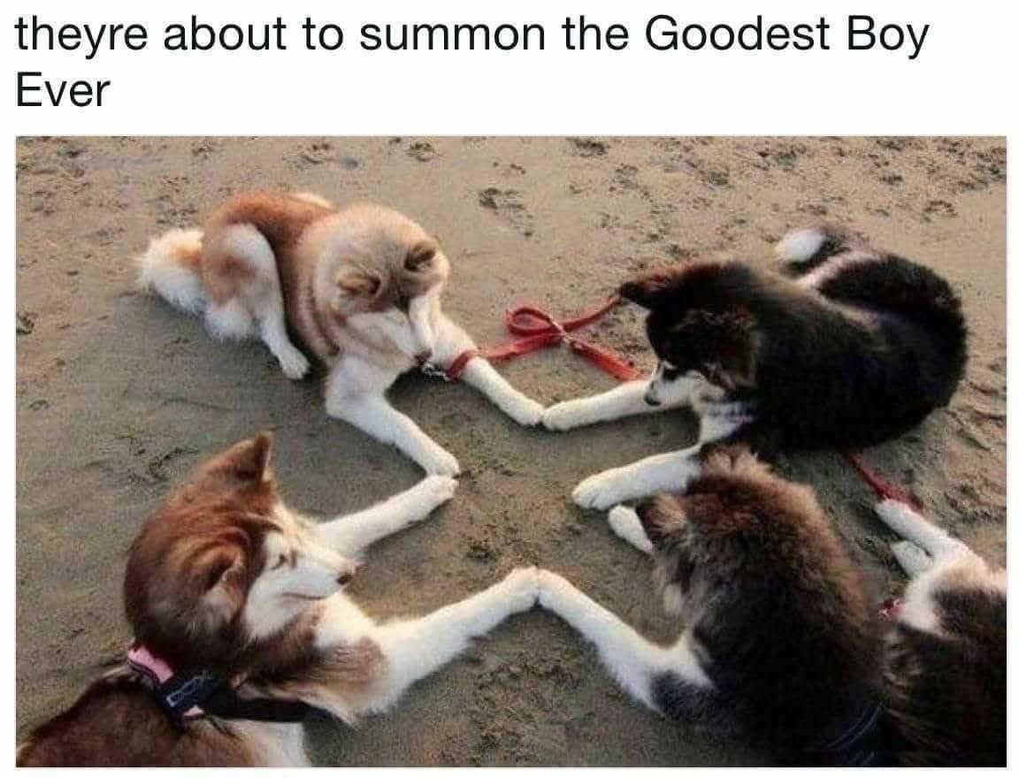 No way these dogs are about to summon the ultimate goodest boy