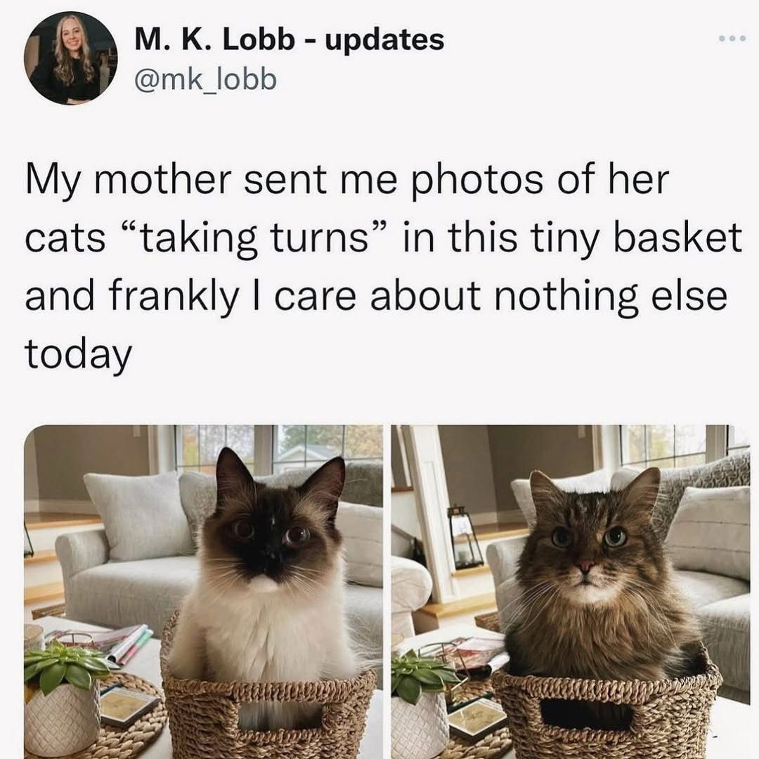 When your mom sends you pics of the cats fitting into a basket by turns and that's your entire personality now