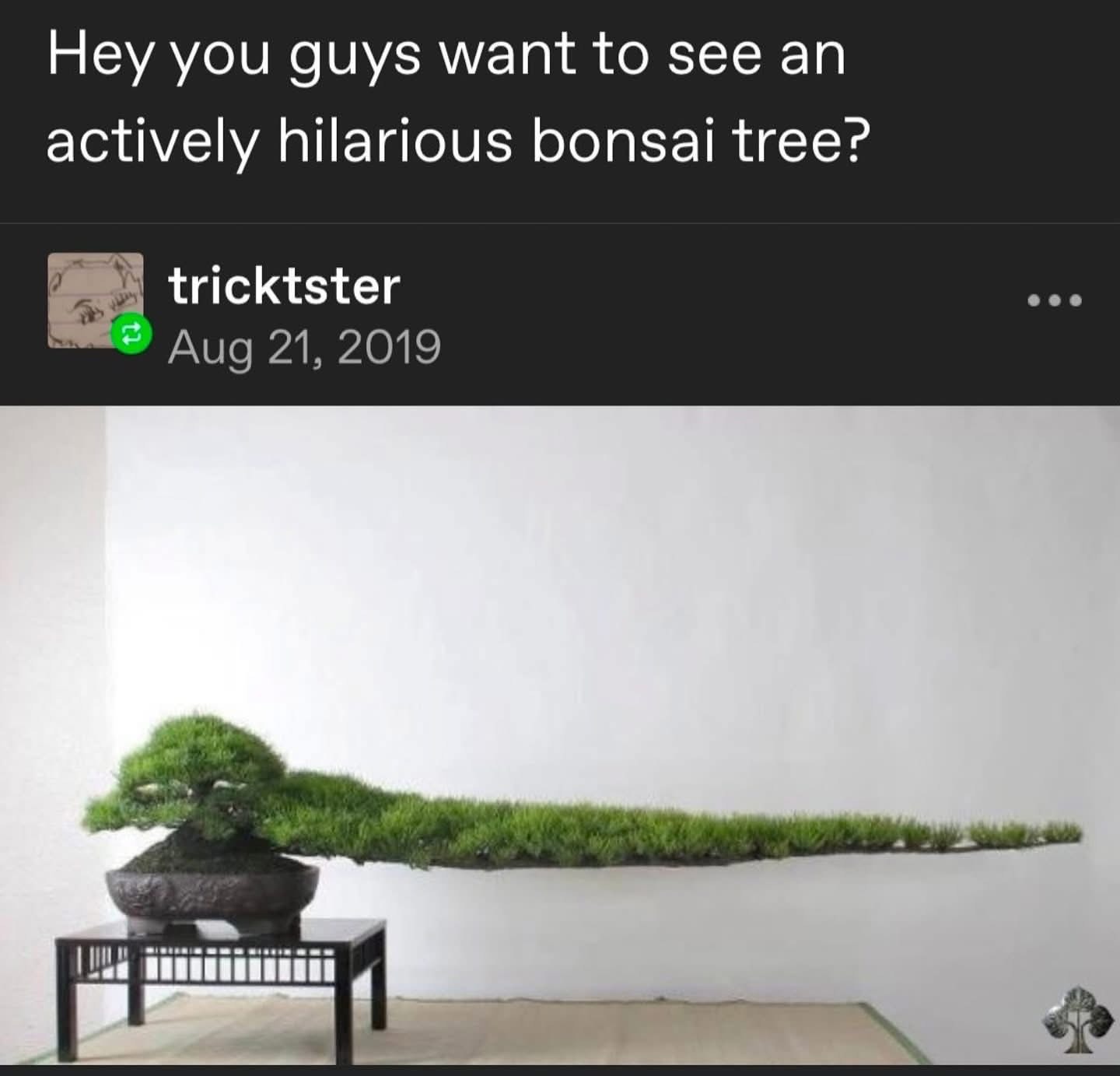 This bonsai tree really went for the minimalist look, or maybe it's just tired of existing.