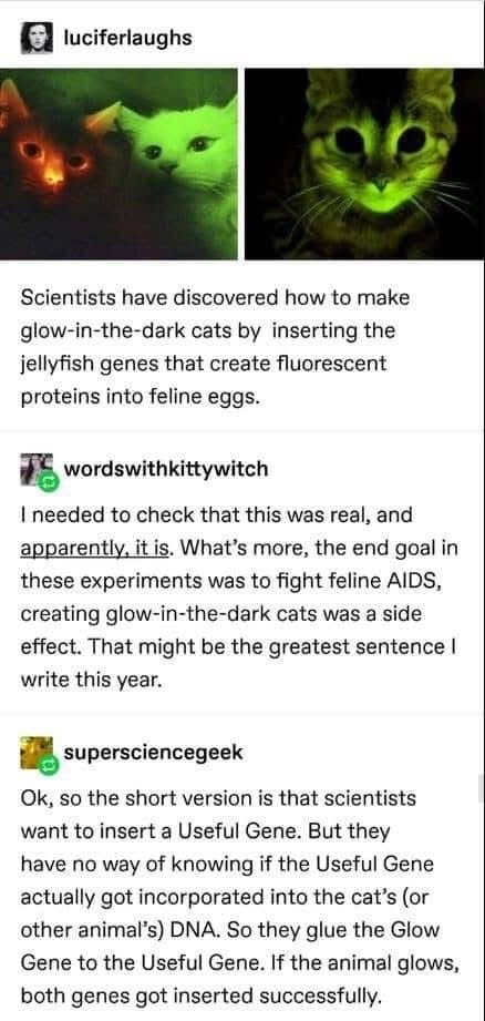 Scientists made glow-in-the-dark cats and it was an accident while trying to cure feline AIDS.