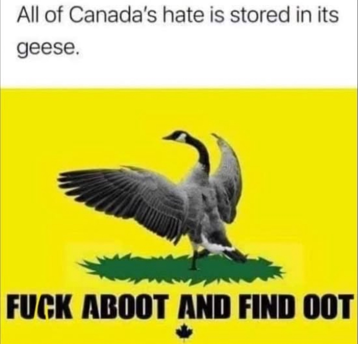 Apparently Canadian geese are like, the embodiment of all Canadian hate and will tell you to 'fuck aboot and find oot' if you get too close.