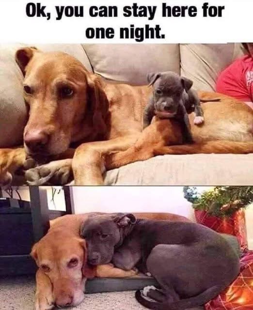 This is why you can't just let them stay for one night