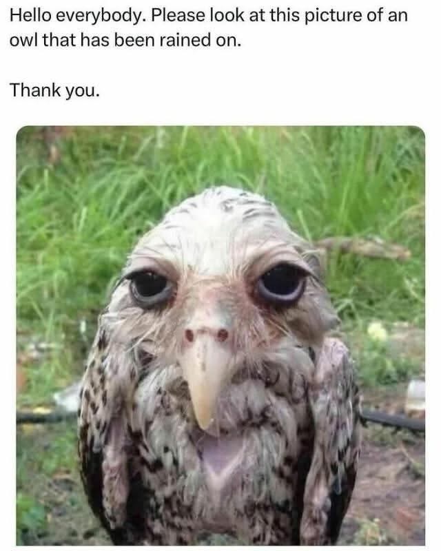 This owl got caught in the rain and now looks like it's questioning all its life choices
