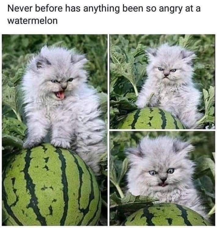 This cat is SO MAD at this watermelon, I can't even.