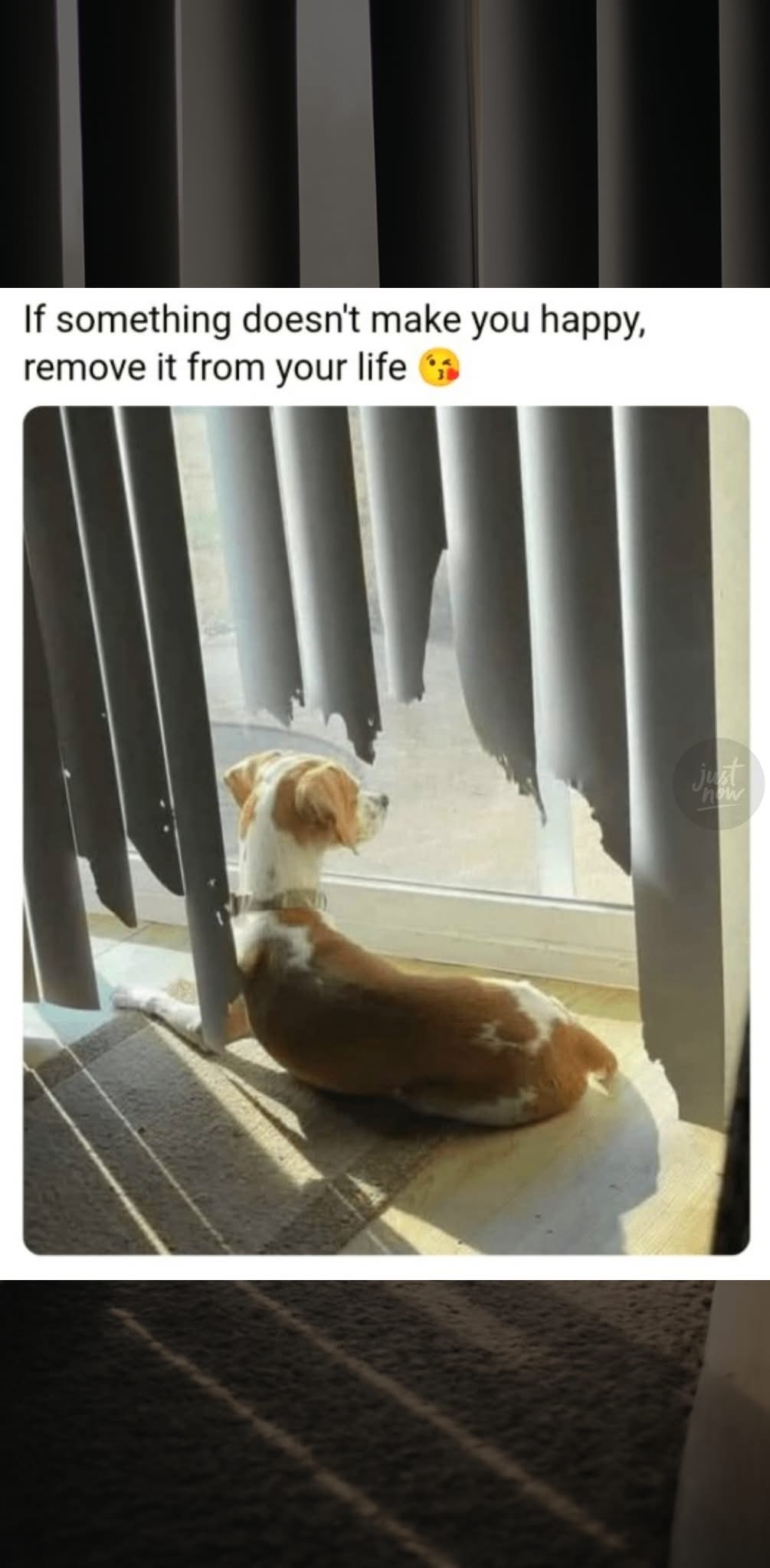 Me when the self-help advice is literally just 'destroy your blinds'