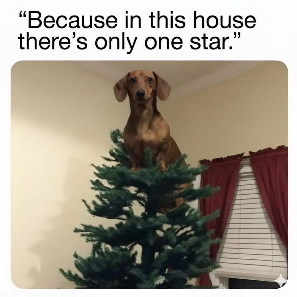 My dog thinks he's the star of the Christmas tree.
