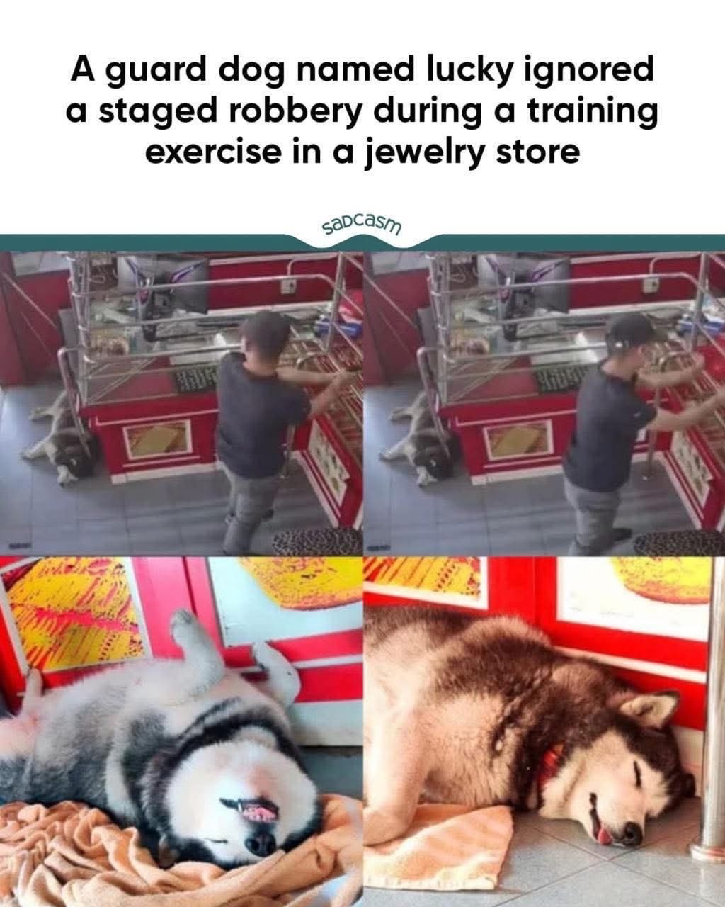This 'guard dog' is more like a professional napper. He really missed his calling as a pillow.