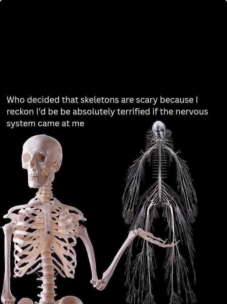 Legit though, the nervous system is way scarier than a skeleton