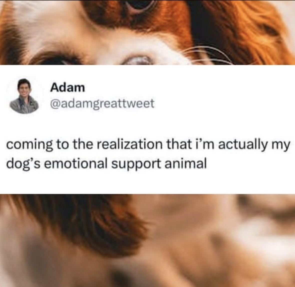 Wait, am I my dog's emotional support animal?