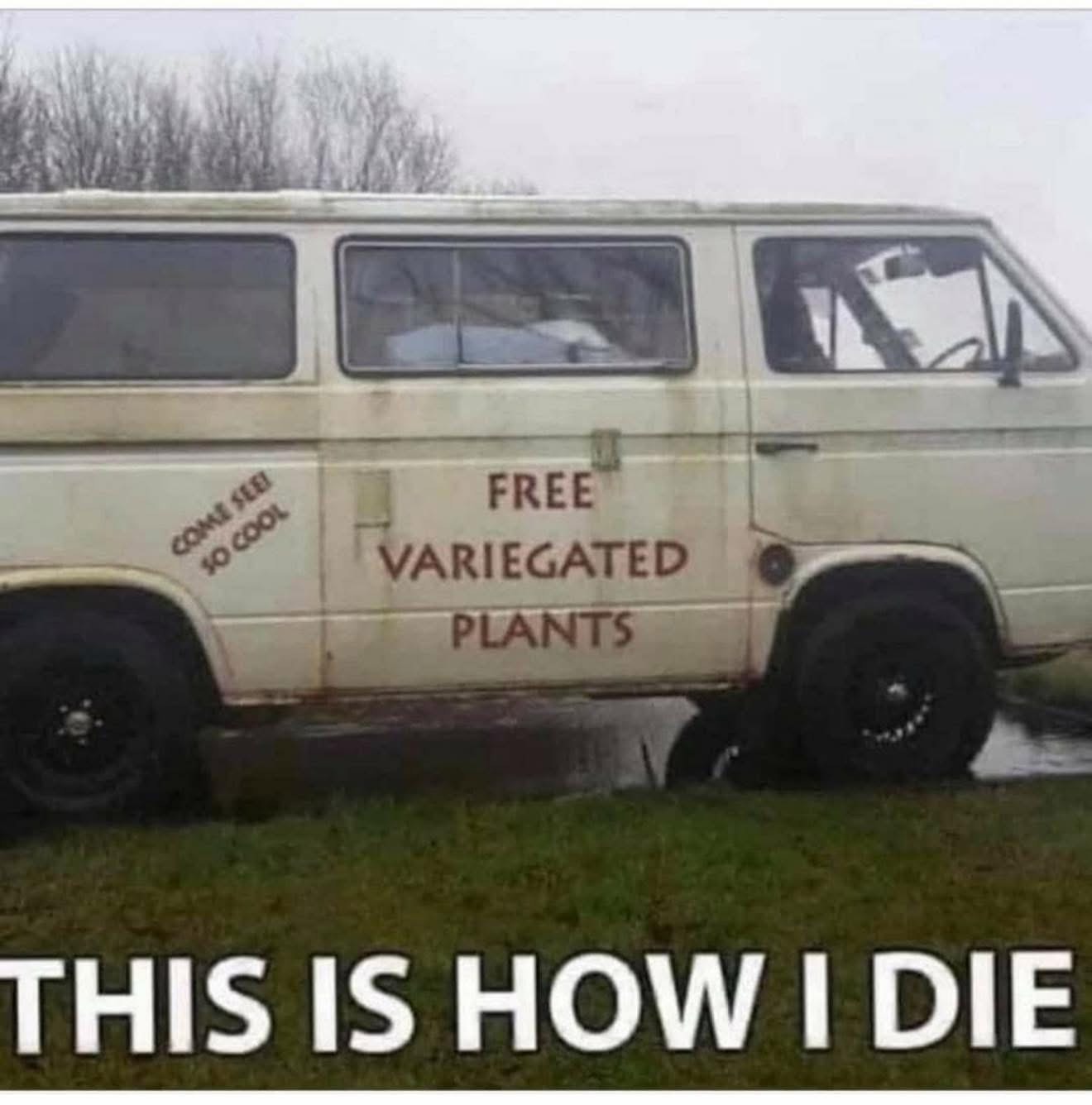 Me succumbing to my plant addiction after seeing a free variegation van