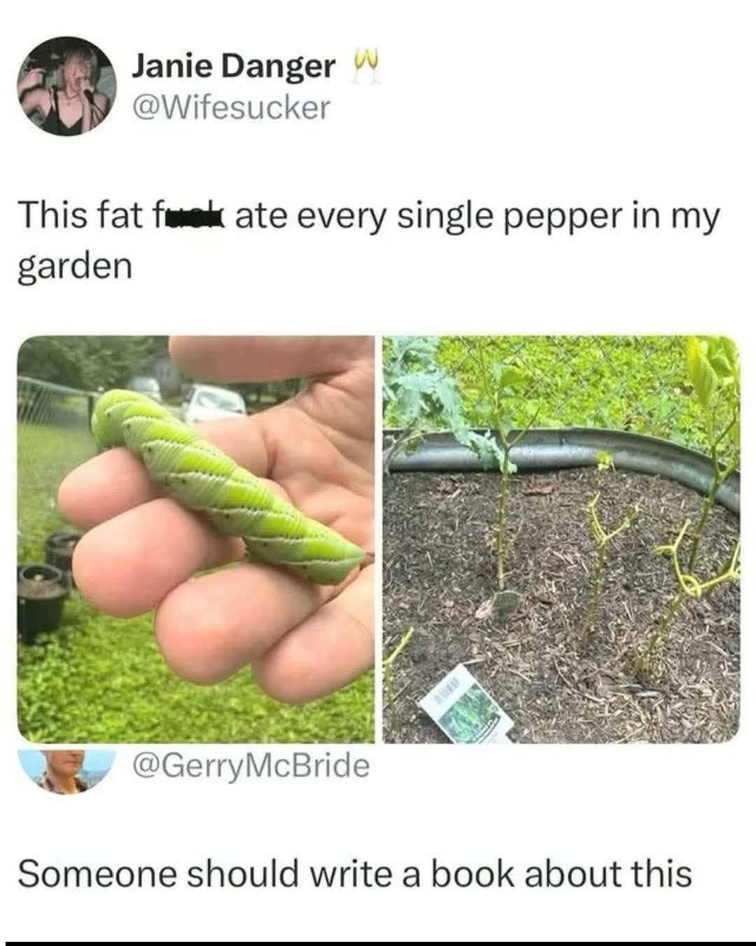 This absolute unit of a caterpillar munched down on every last pepper in the garden... apparently has a book deal now?