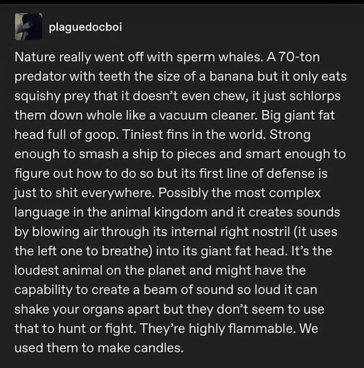 nature really said 'let's make the biggest, deadliest, loudest, shittiest, flammable thing ever' and called it a sperm whale