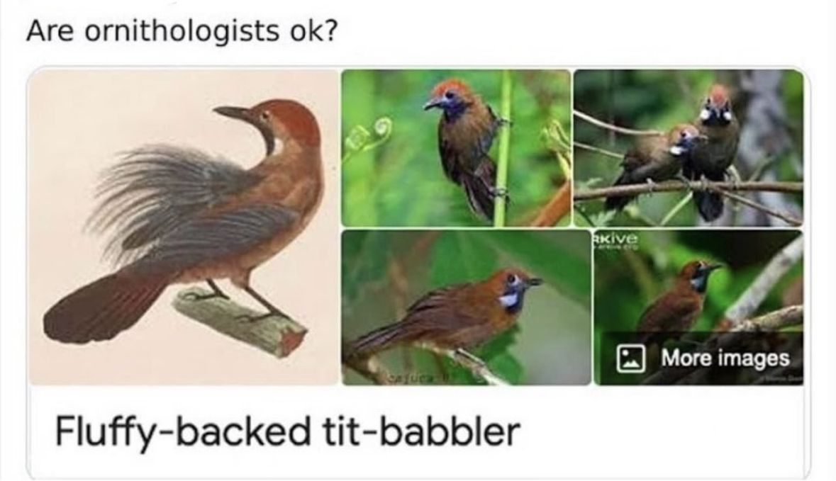 When the bird name sounds like a pickup line that nobody asked for