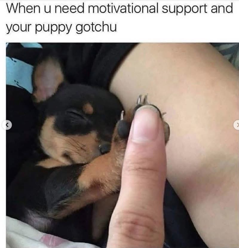 When u need motivational support and your puppy gotchu