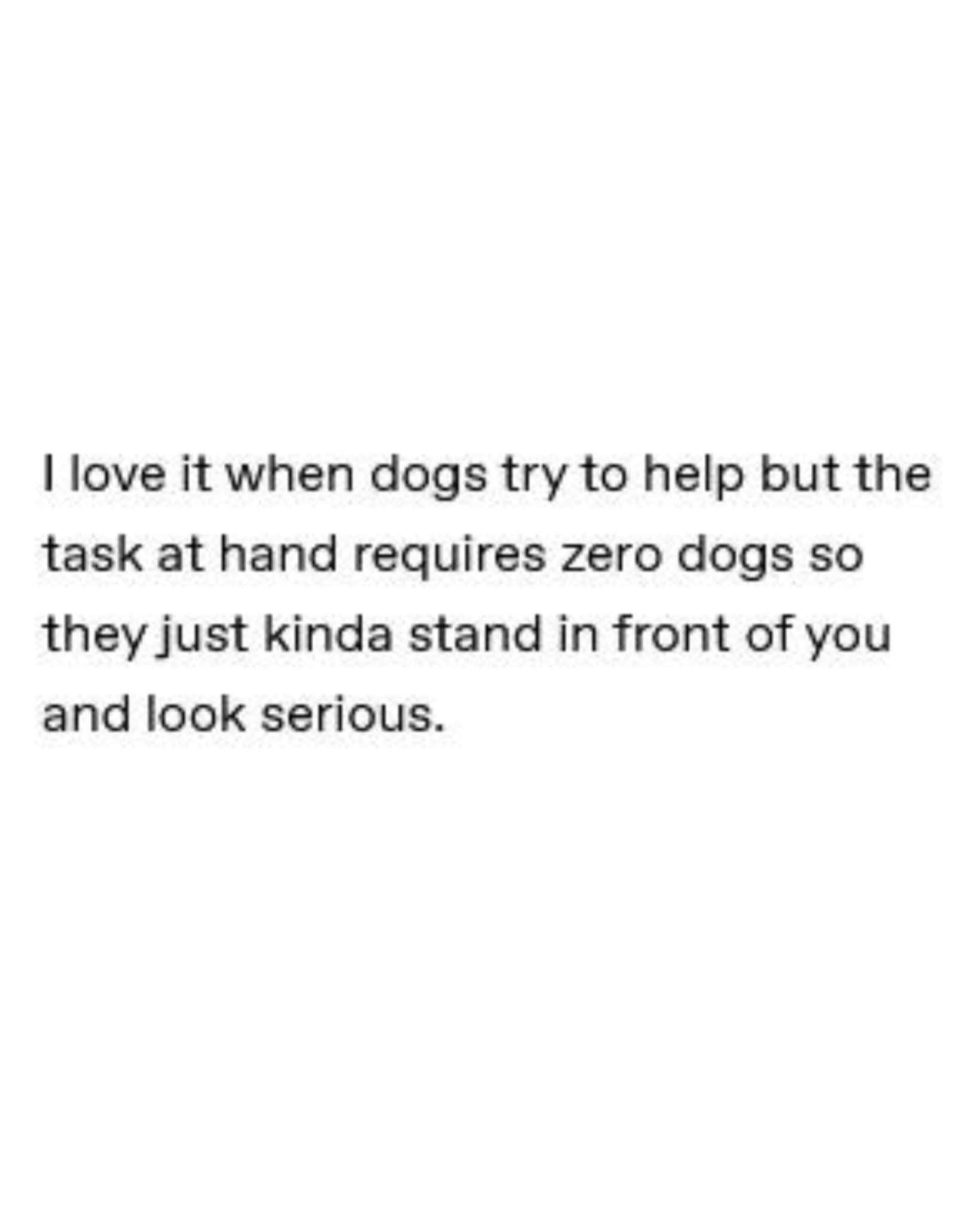 My dog trying to help when I'm doing literally anything that doesn't involve him standing there looking important