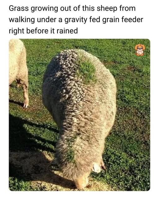 This sheep is literally a walking salad.