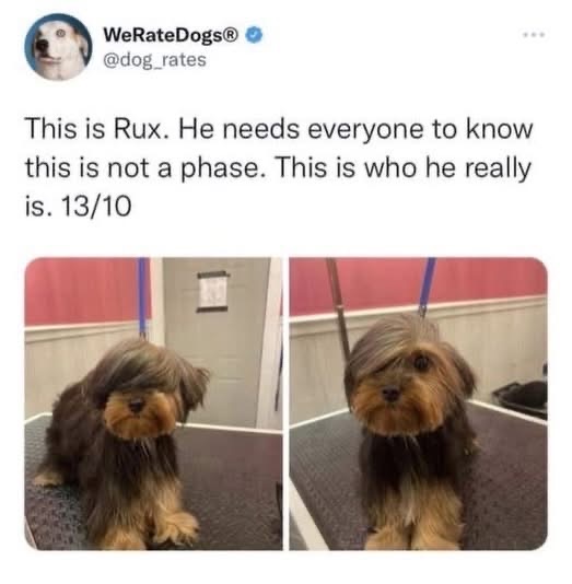 This dog's haircut is giving me serious emo vibes and I love it
