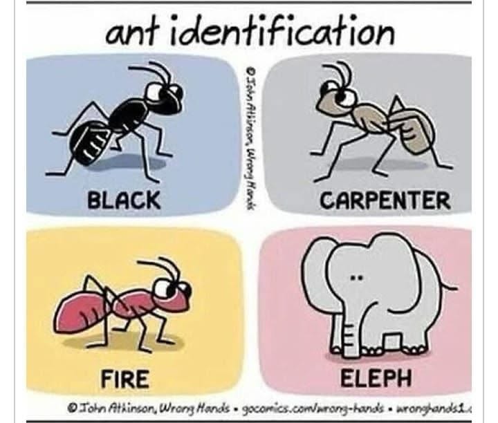 When the ant identification chart is sus