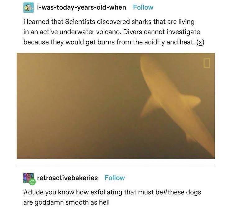 Sharks living in a volcano? Someone's got to test the exfoliating properties of that water.