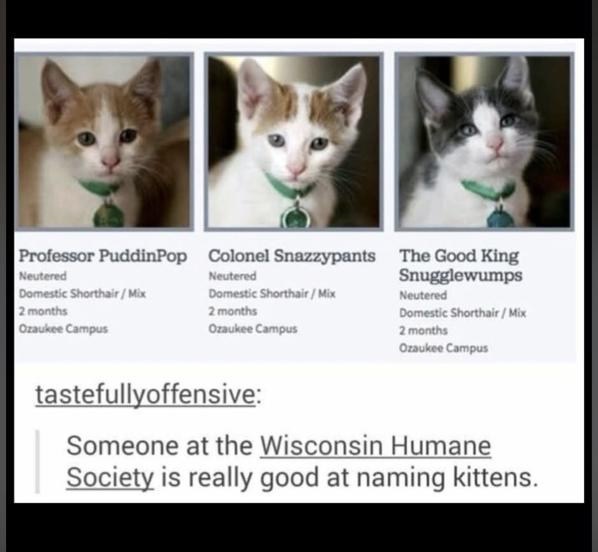 Okay but the Wisconsin Humane Society is out here naming kittens Professor PuddinPop and The Good King Snugglewumps???