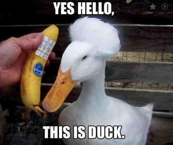 Wait, is that a duck with a banana for a hair helmet?