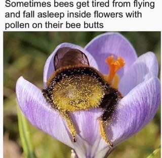 Some bees just sleep in flowers and get pollen booty. Iconic.
