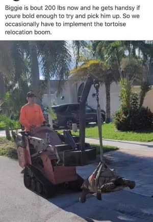When you can't pick up your 200lb tortoise, you gotta call in the heavy machinery.