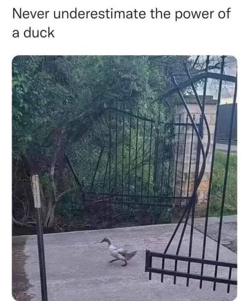 The duck walked so hard it broke the gate. Never mess with a determined waterfowl.