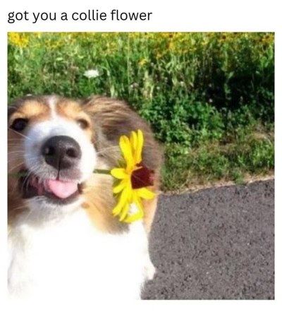 Dog presents a flower and you get a pun, how sweet